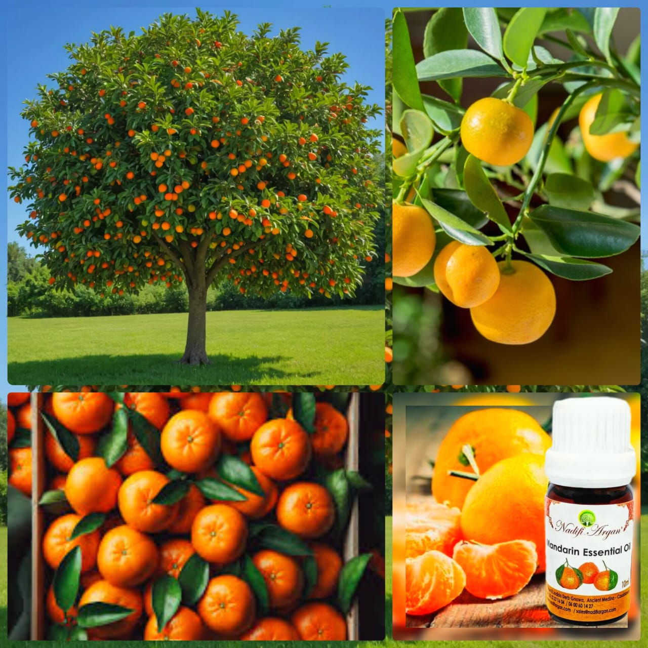 Set of 7 Mondarin Essential Oil 10ml