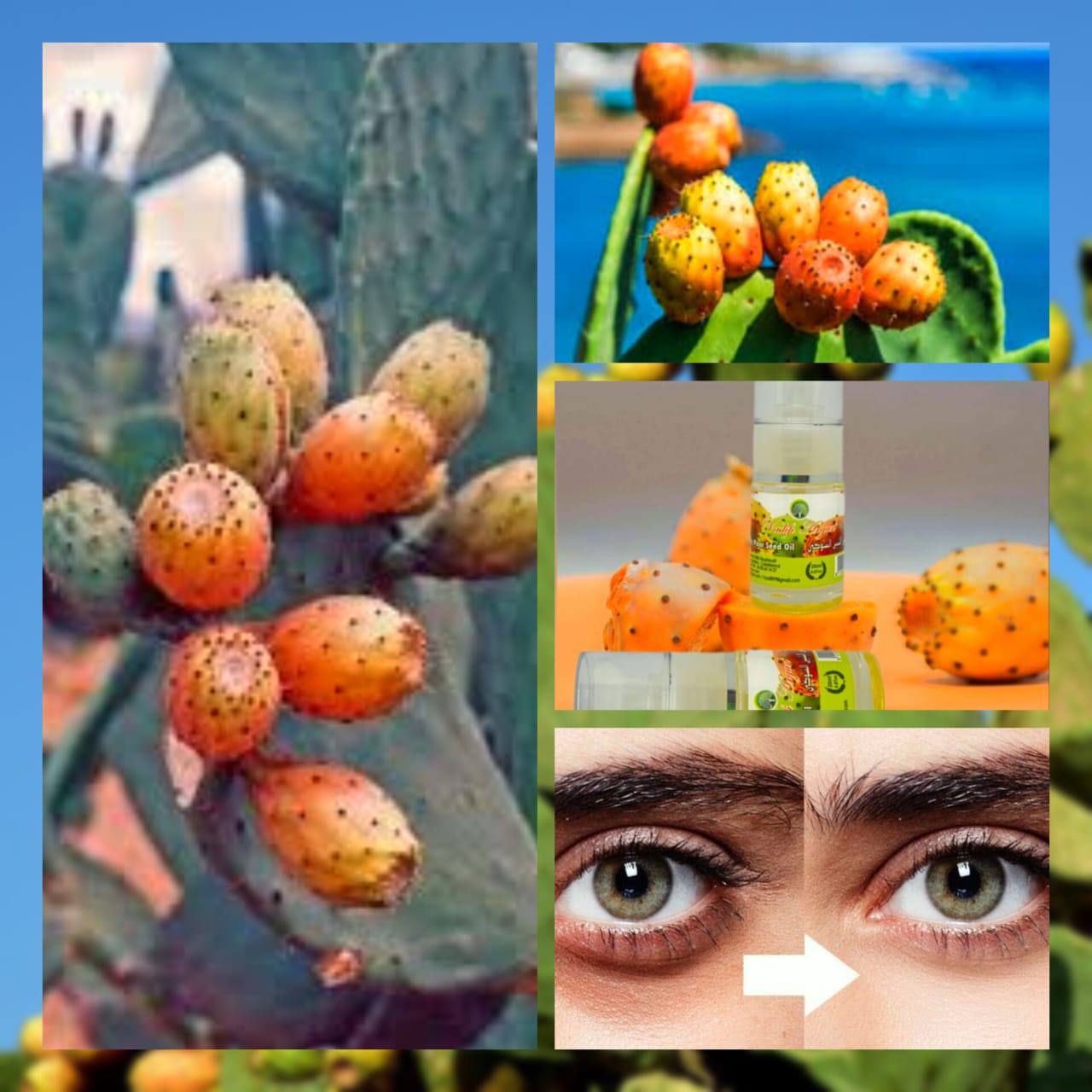 Prickly Pear Seed Oil