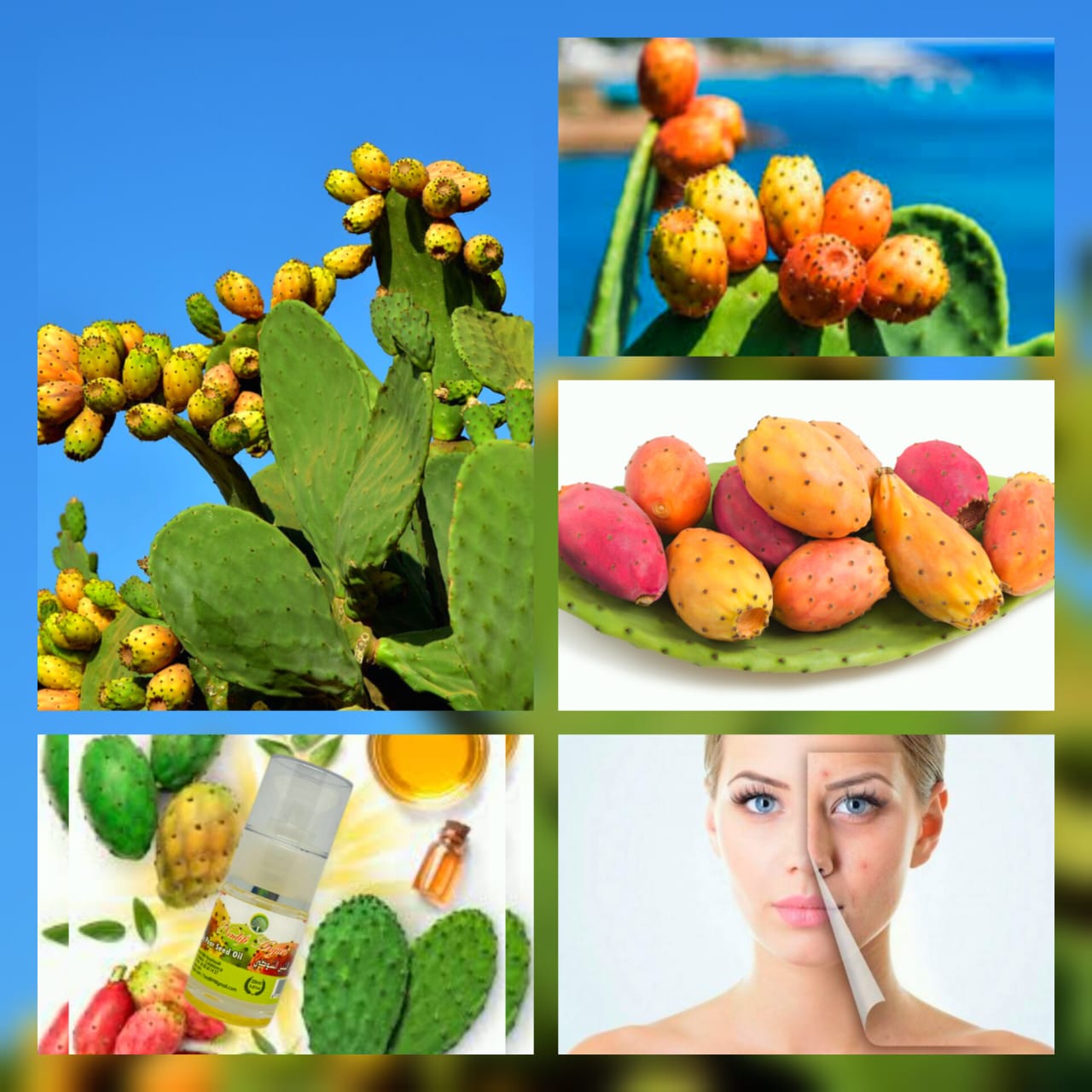 Prickly Pear Seed Oil