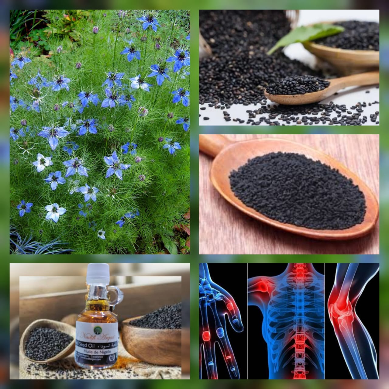 Set of 12 Black Seed Oil 40ml