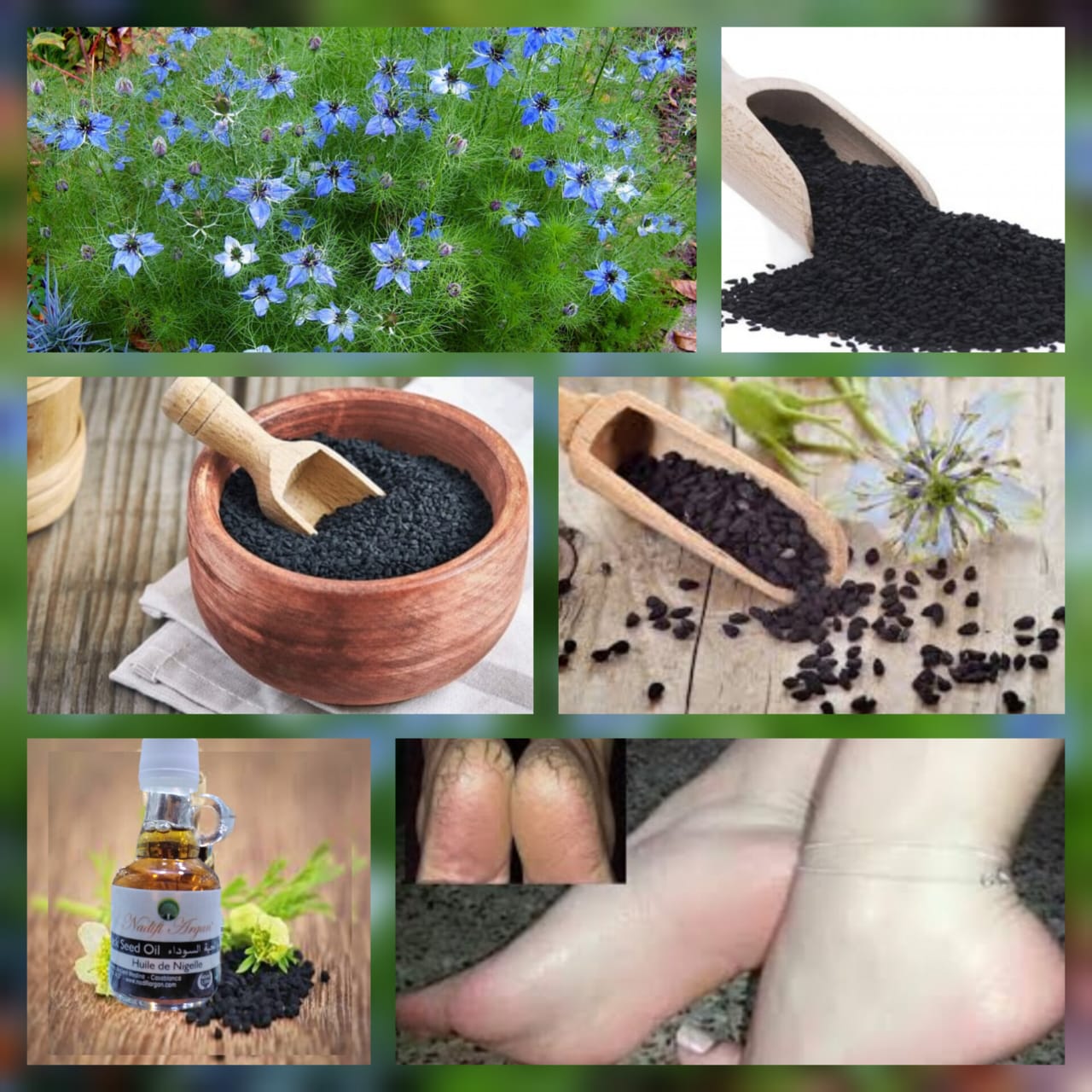 Set of 12 Black Seed Oil 40ml