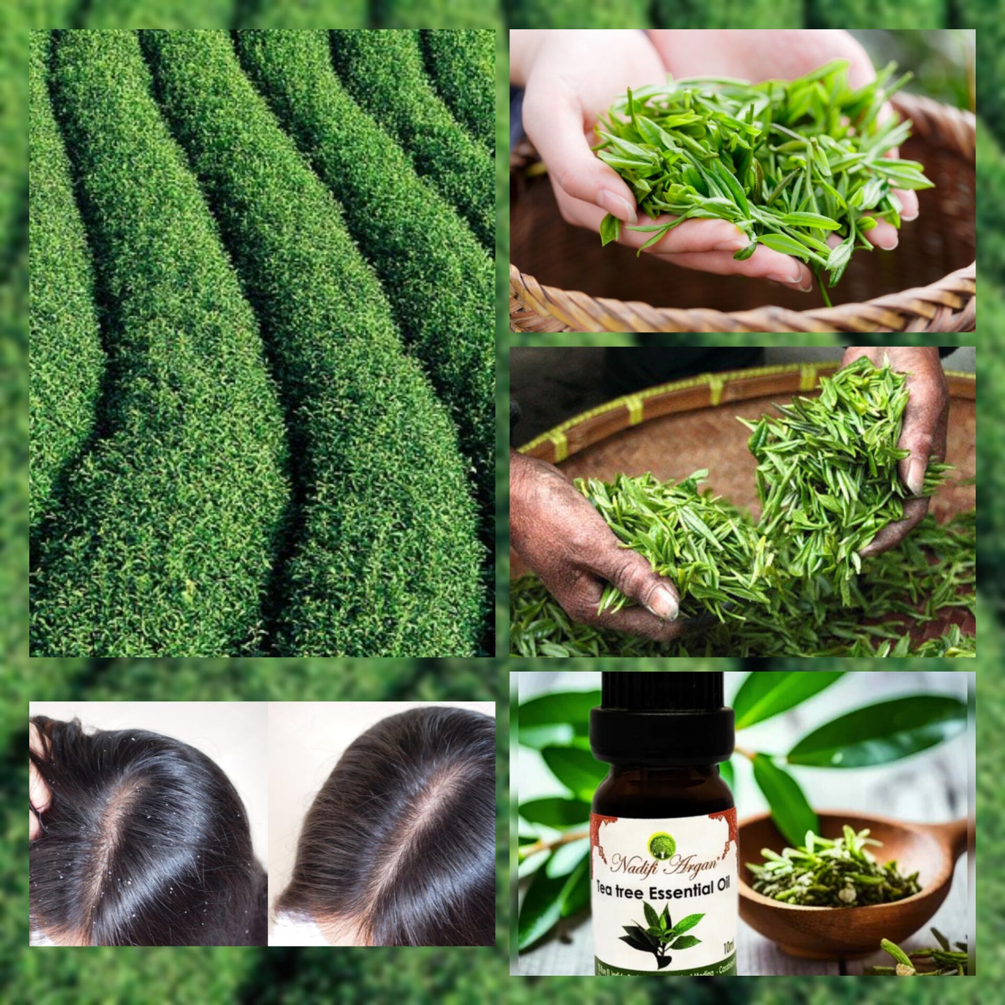 Tea Tree Essential Oil 10ml