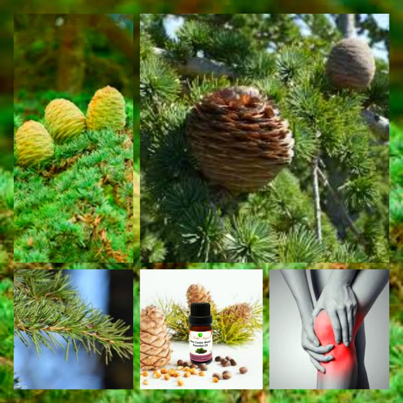 Atlas Cedar Wood Essential Oil 10ml