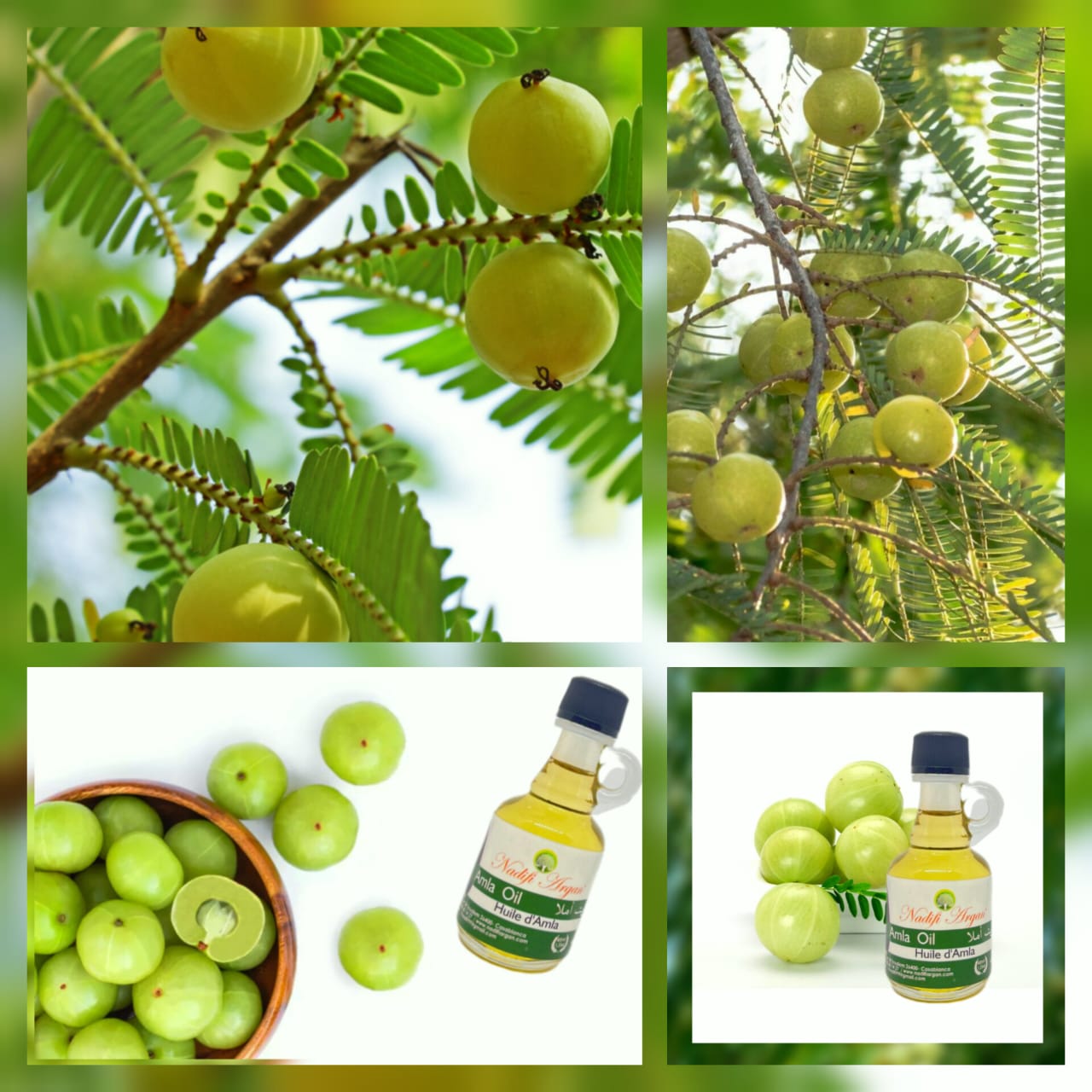 Set of 12 Amla Oil 40ml