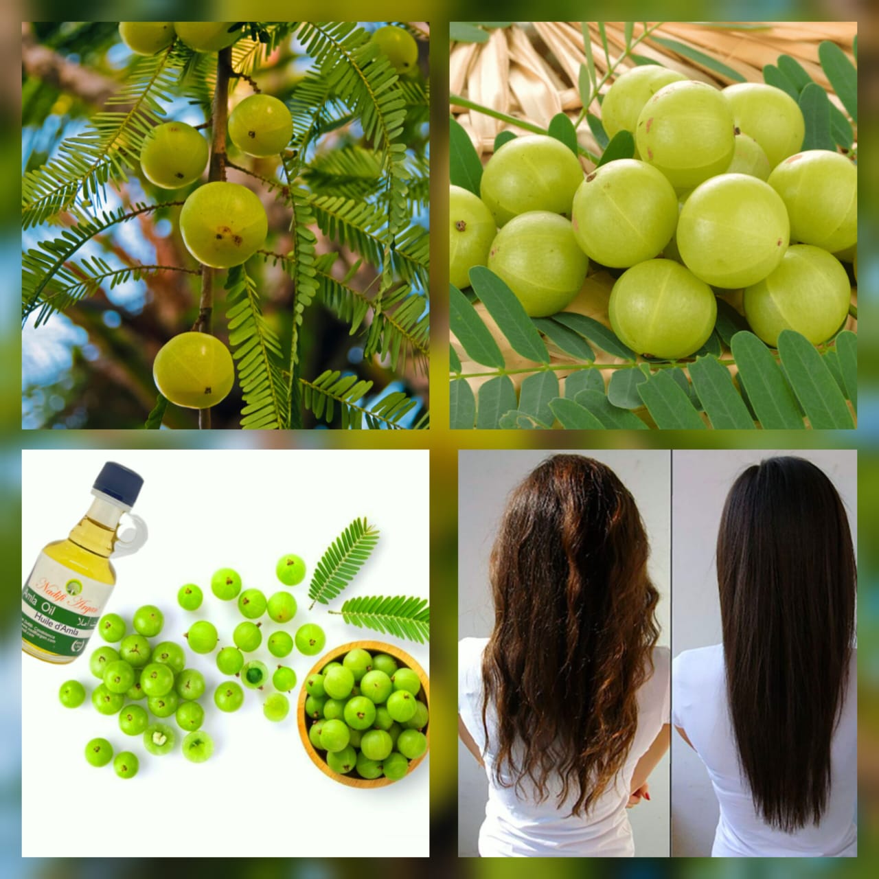 Set of 12 Amla Oil 40ml