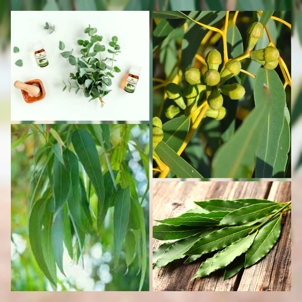 Eucalyptus Essential Oil 10ml