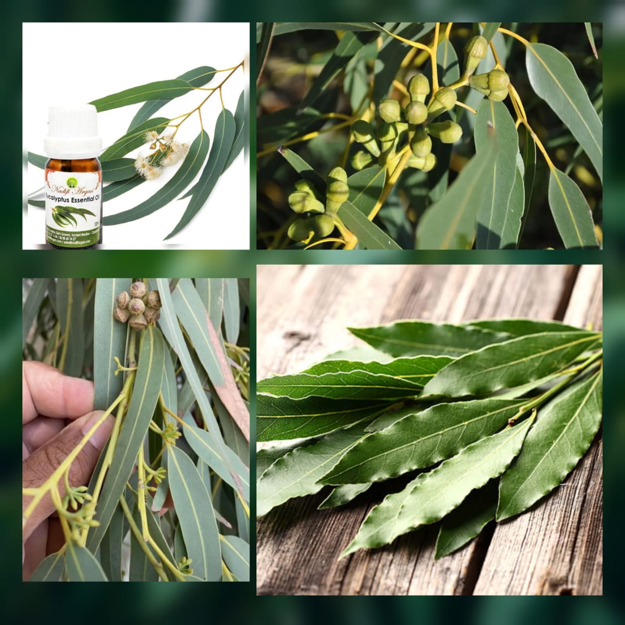 Eucalyptus Essential Oil 10ml