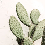 Set of 2 Prickly Pear Seed Oil