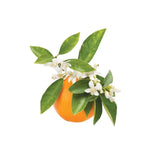 Orange Blossom Essential Oil 10ml