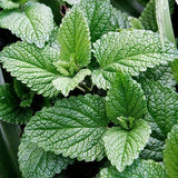 Moroccan Mint Essential Oil 10ml