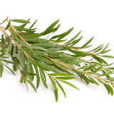 Tea Tree Essential Oil 10ml