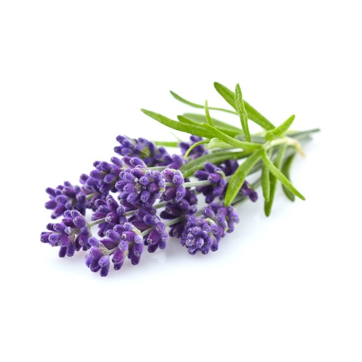 Lavender Essential Oil 10ml